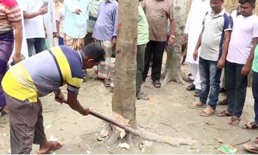 ‘কথা বলা’ সেই গাছ কেটে ফেলা হলো