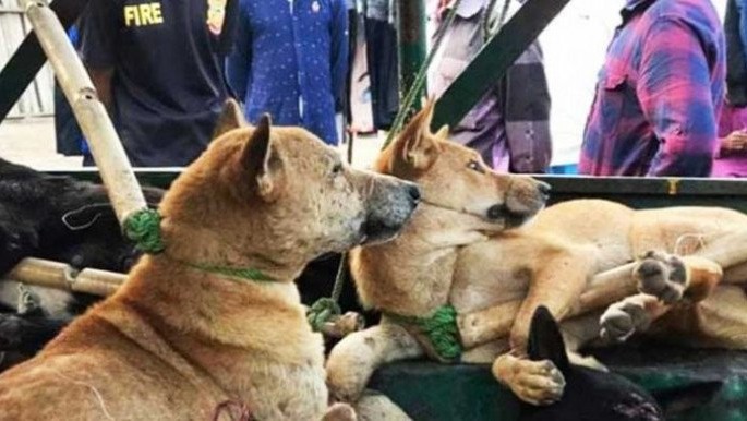 বাংলাদেশ থেকে কুকুর পাচার হচ্ছে ভারতে