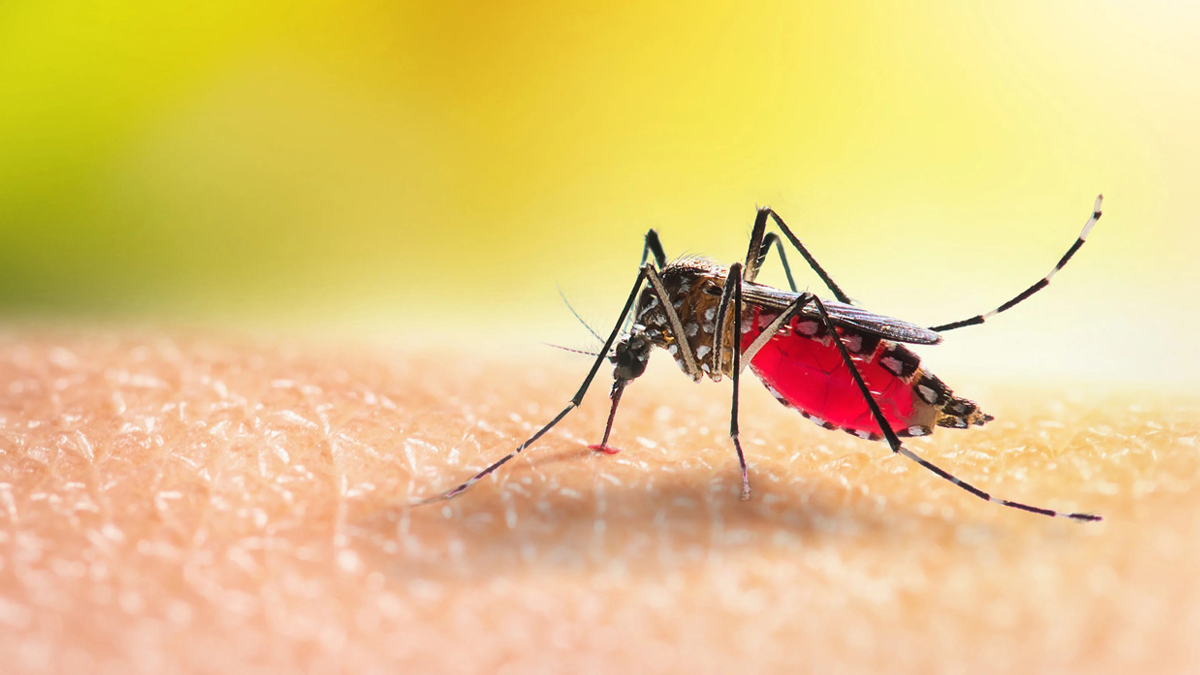 ২৪ ঘণ্টায় ডেঙ্গুতে হাসপাতালে ভর্তি ৫৭২